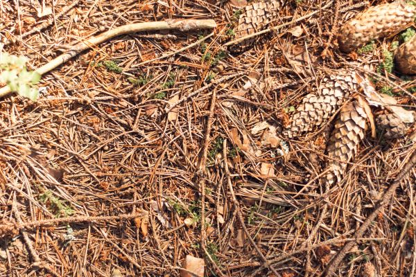 Pine Needles Removal in Madera