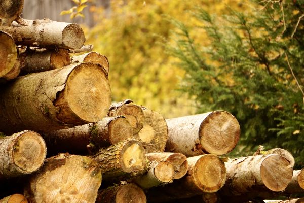 Wood Pile Removal in Madera