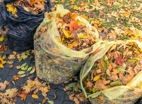Yard Cleanup Service in Madera