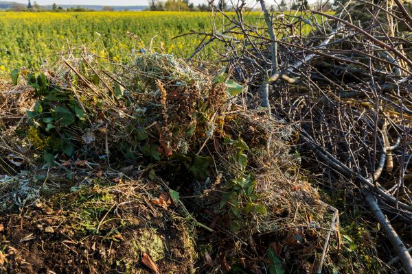 Brush Disposal in Madera