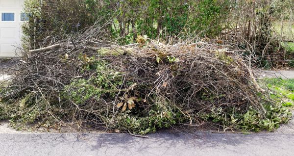 Tree Limb Cleanup in Madera