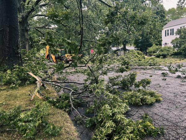 Tree Branch Disposal in Madera