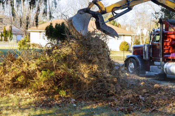 Storm Debris Removal in Madera