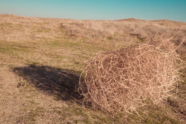 Tumbleweed Removal in Madera