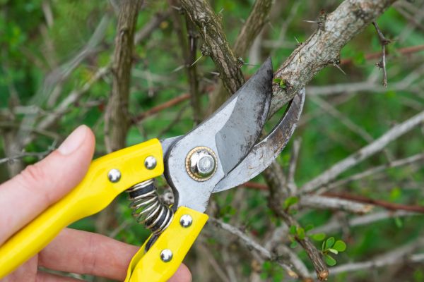 Limbs Removal in Madera