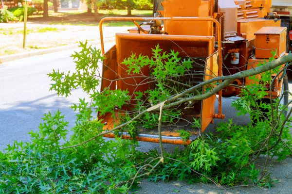 Tree Branches Removal in Madera
