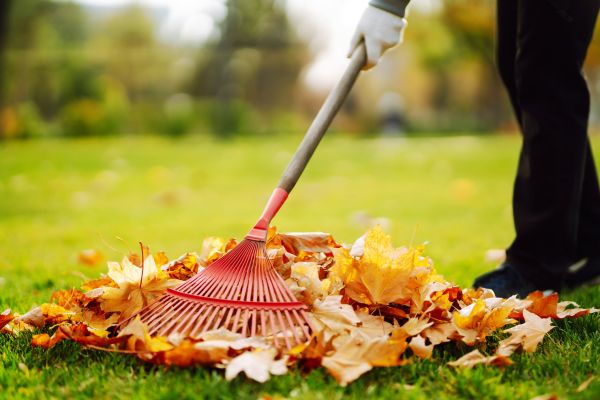 Ditch Leaf Removal in Madera