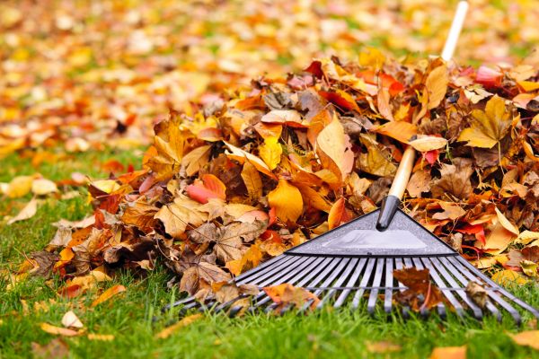 Yard Leaf Removal in Madera