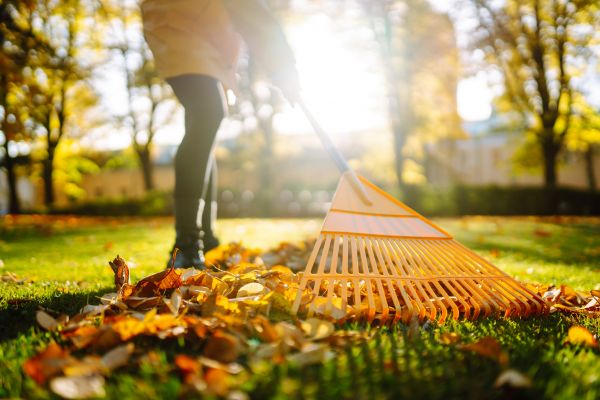 Leaves Raking in Madera