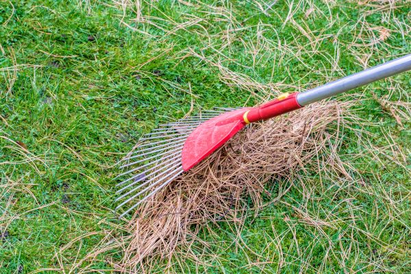 Yard Raking in Madera
