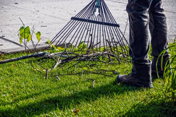Yard Debris Cleanup in Madera