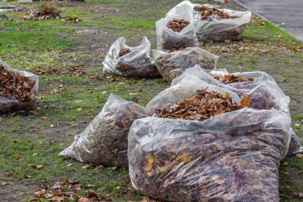 Leaf Pile Disposal in Madera