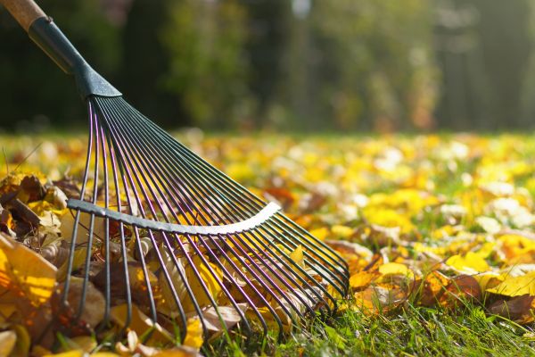 Leaf Removal in Madera