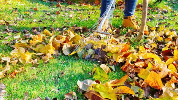 Lawn Cleanup Service in Madera