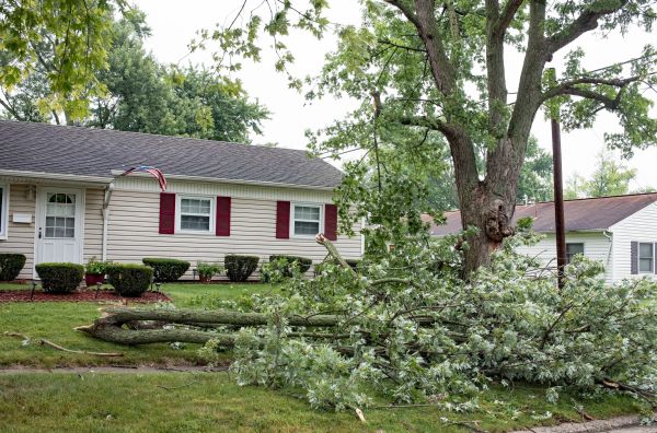 Fallen Branch Removal in Madera