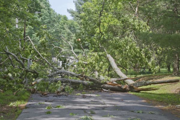Tree Debris Removal in Madera